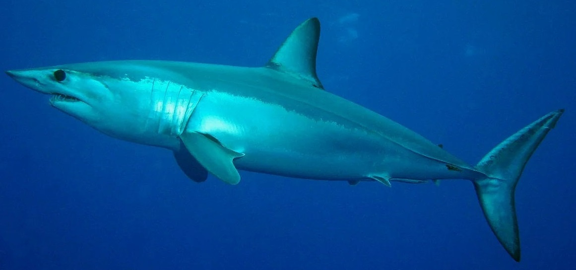 Мако имеет идеальную веретенообразную форму тела. Это даёт ей возможность развивать  большую скорость до 74 км в час.