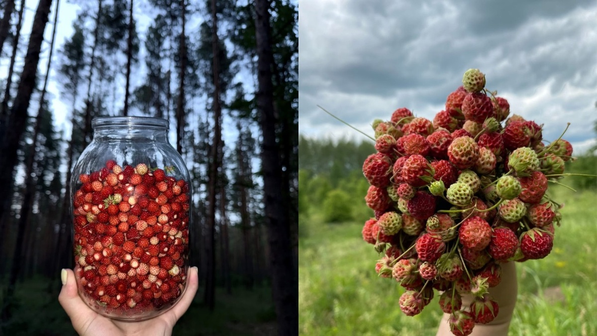    Ягодный бум охватил Липецкую область правительство Липецкой области