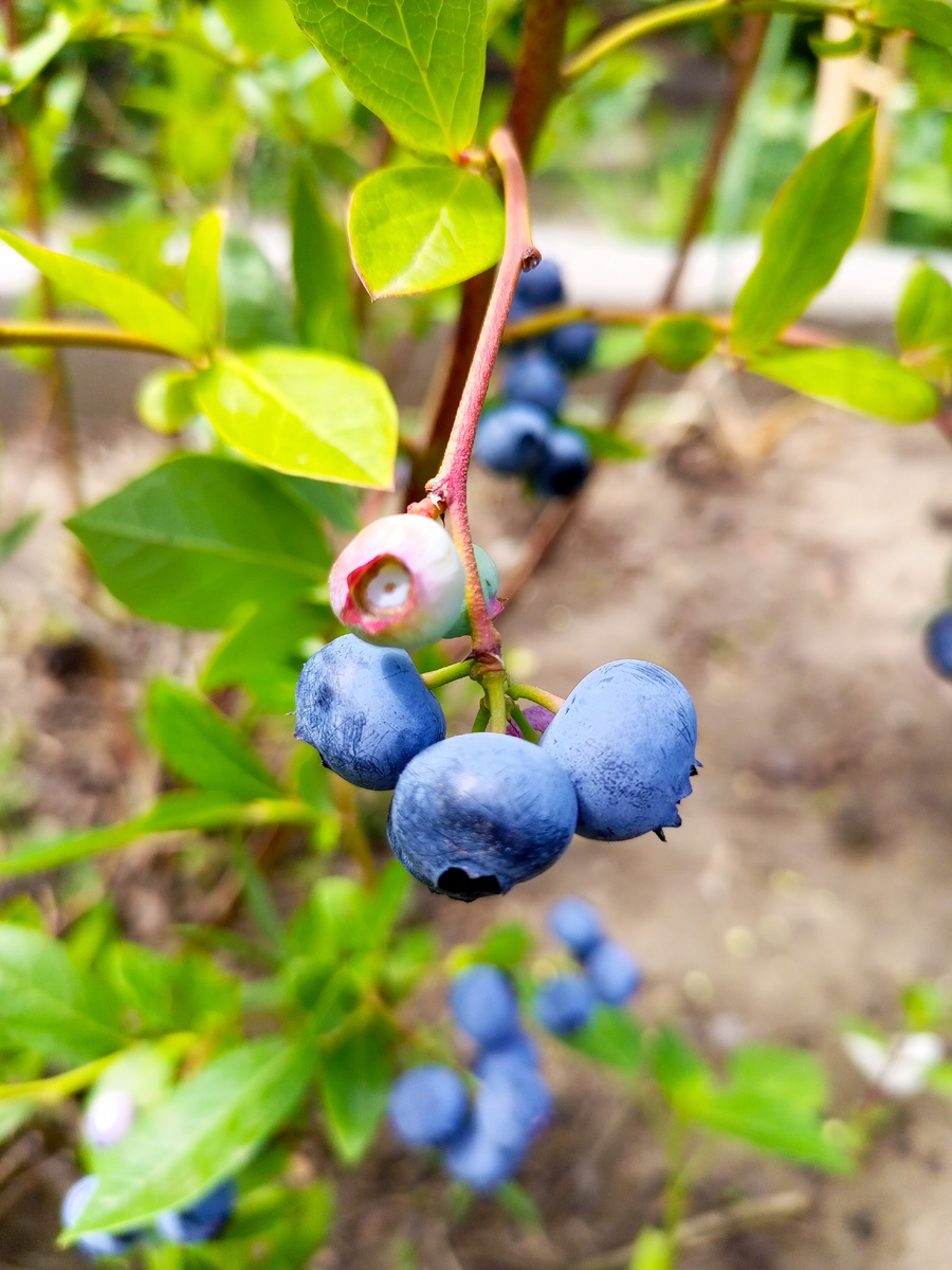 Сорт "Блюкроп".