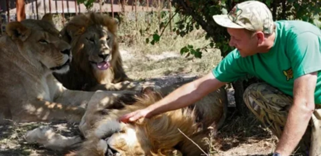 Олег Зубков и его львы