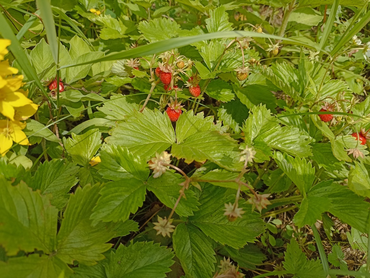 Лесная земляника. Фото автора