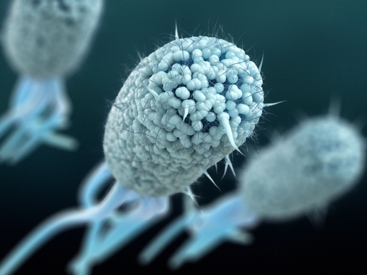    Кишечную палочку научили превращать пластик в парацетамол