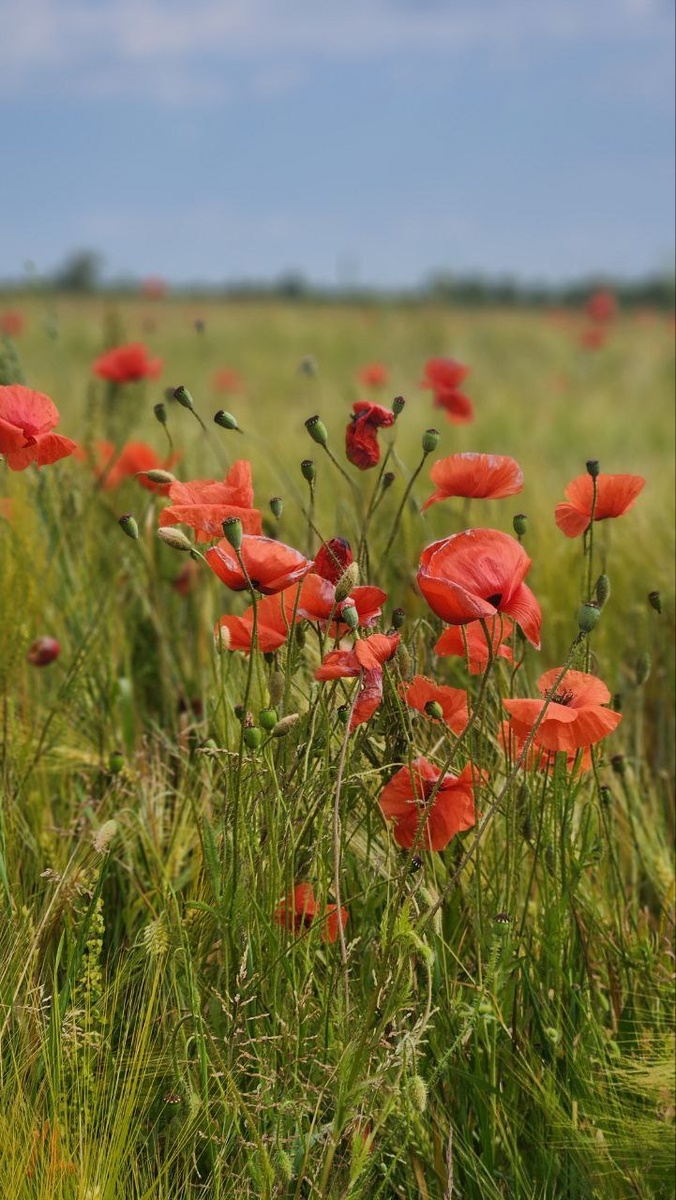 Локация по ссылке