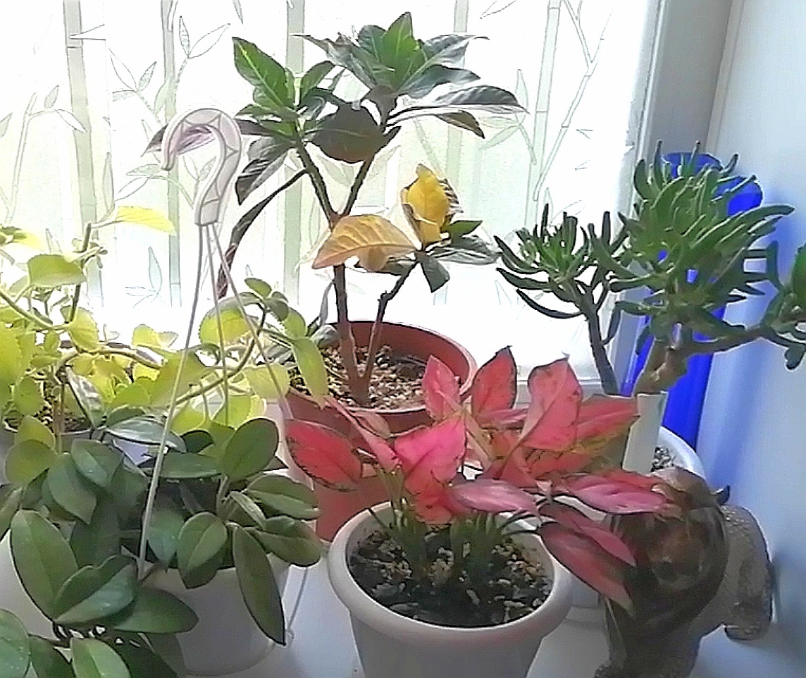 Они меня не критикуют. Даже когда я их забываю полить.