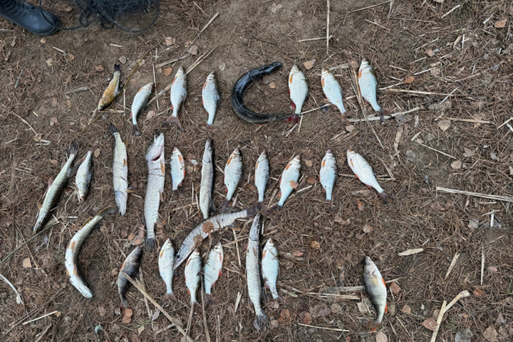 Браконьеры из Оричевского района ответят за ущерб, нанесенный природе