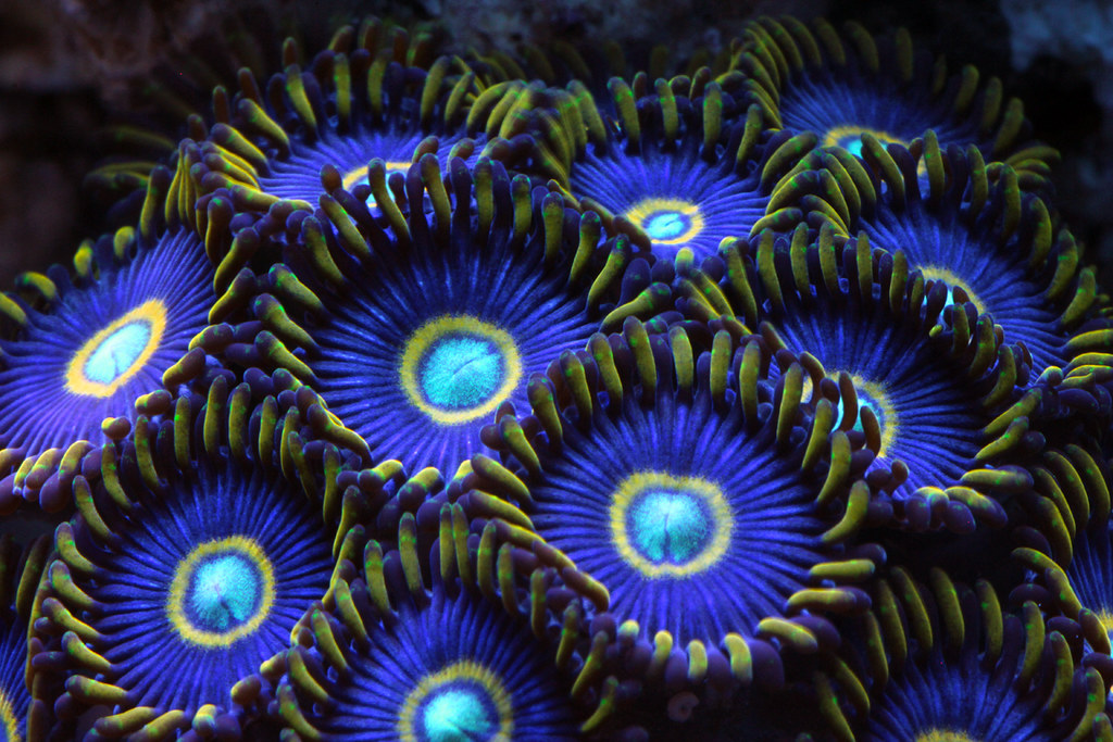 Zoanthus Blue Hornets