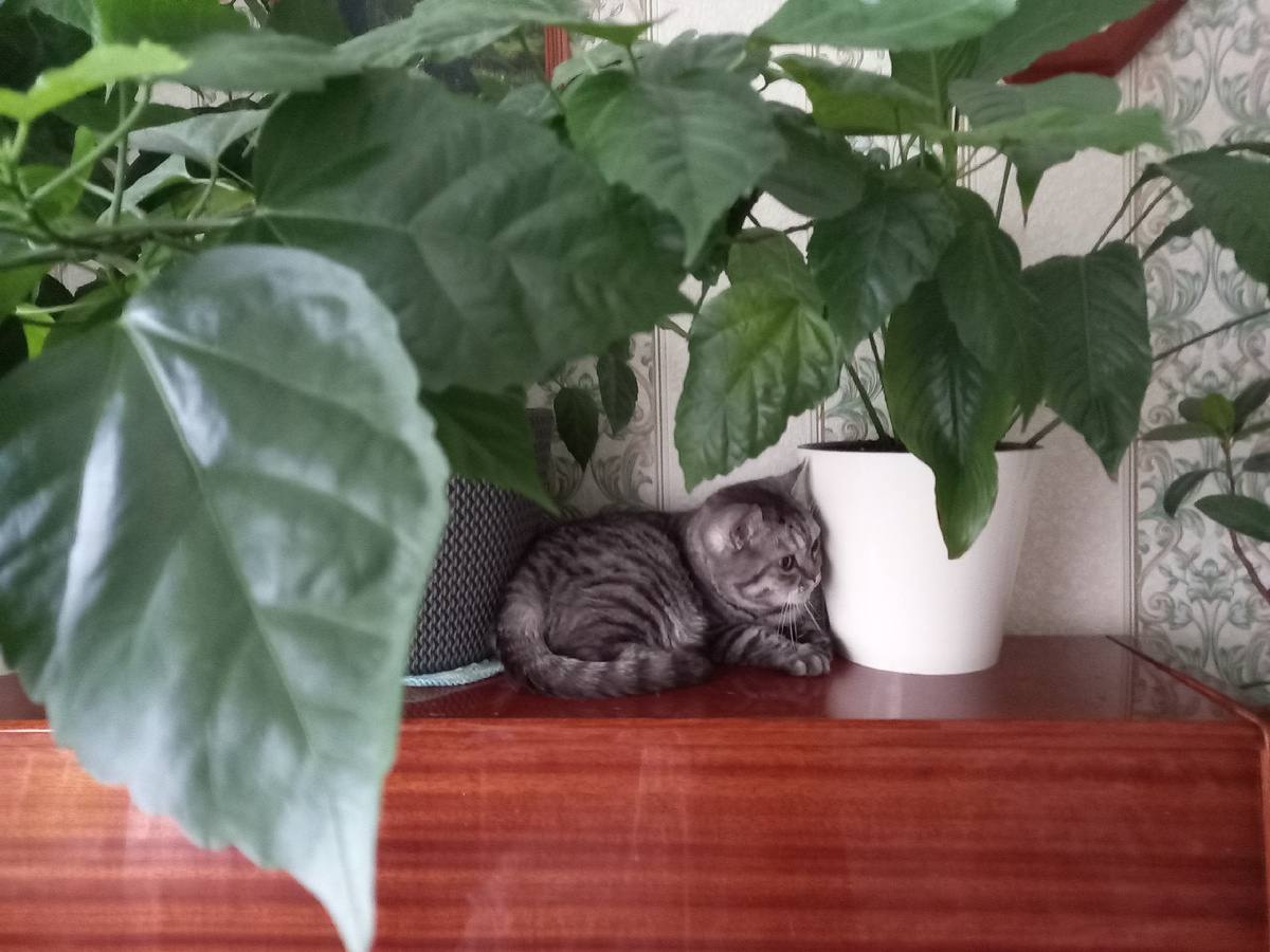 мой "британус"