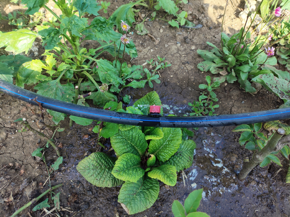 Цветочки тоже пить хотят