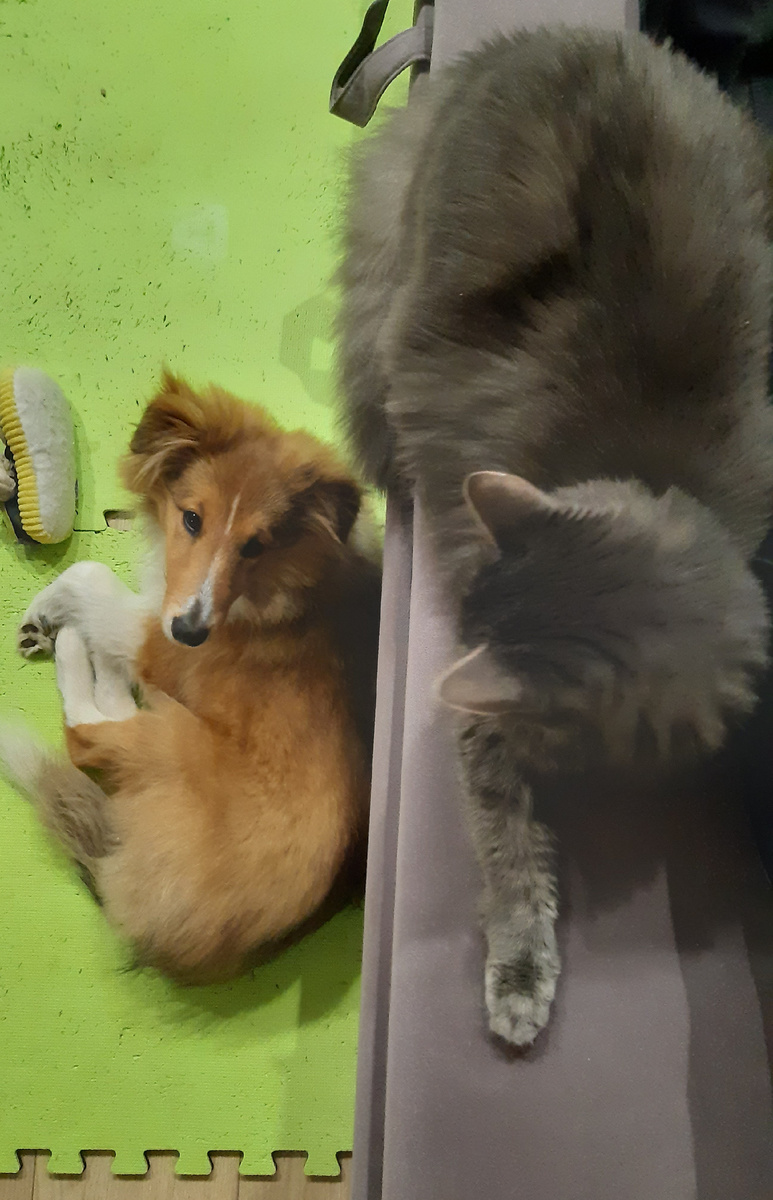 Тут щену почти 5 месяцев и даже тогда Максик казался больше😸👍