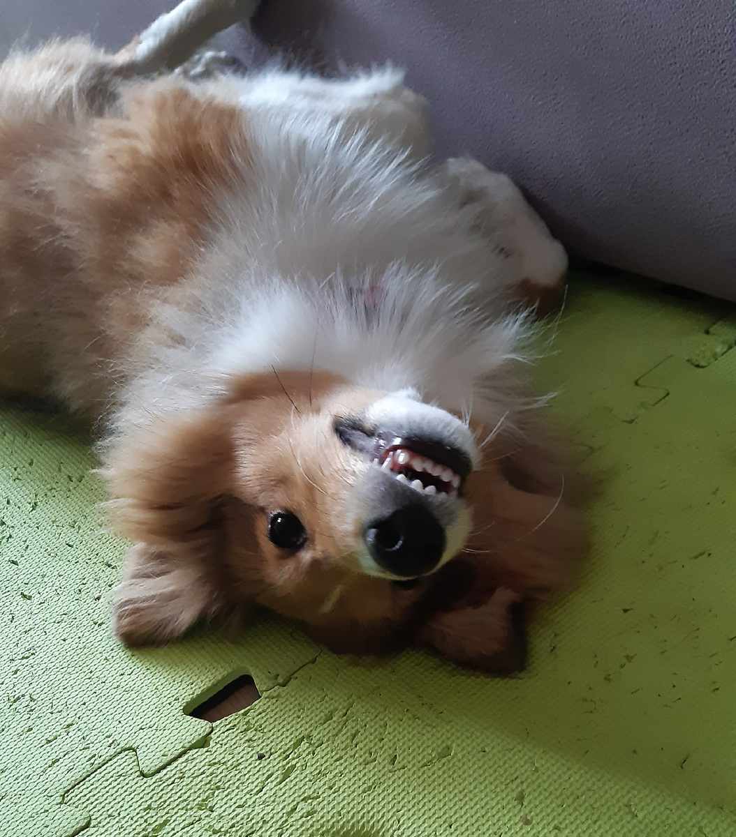 Вот он, тот самый крендель собачьей наружности или просто Томми))