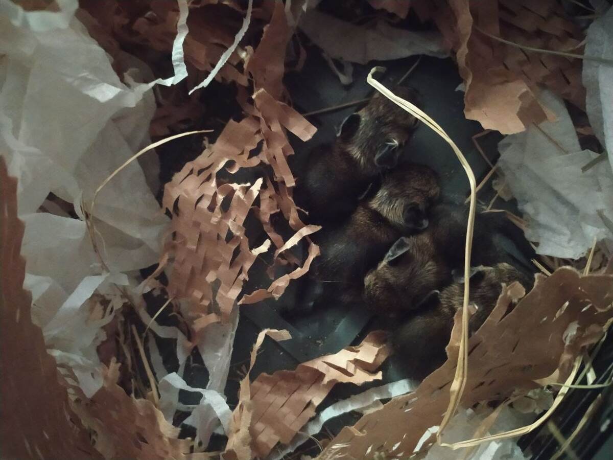 Новорождённые дегусы