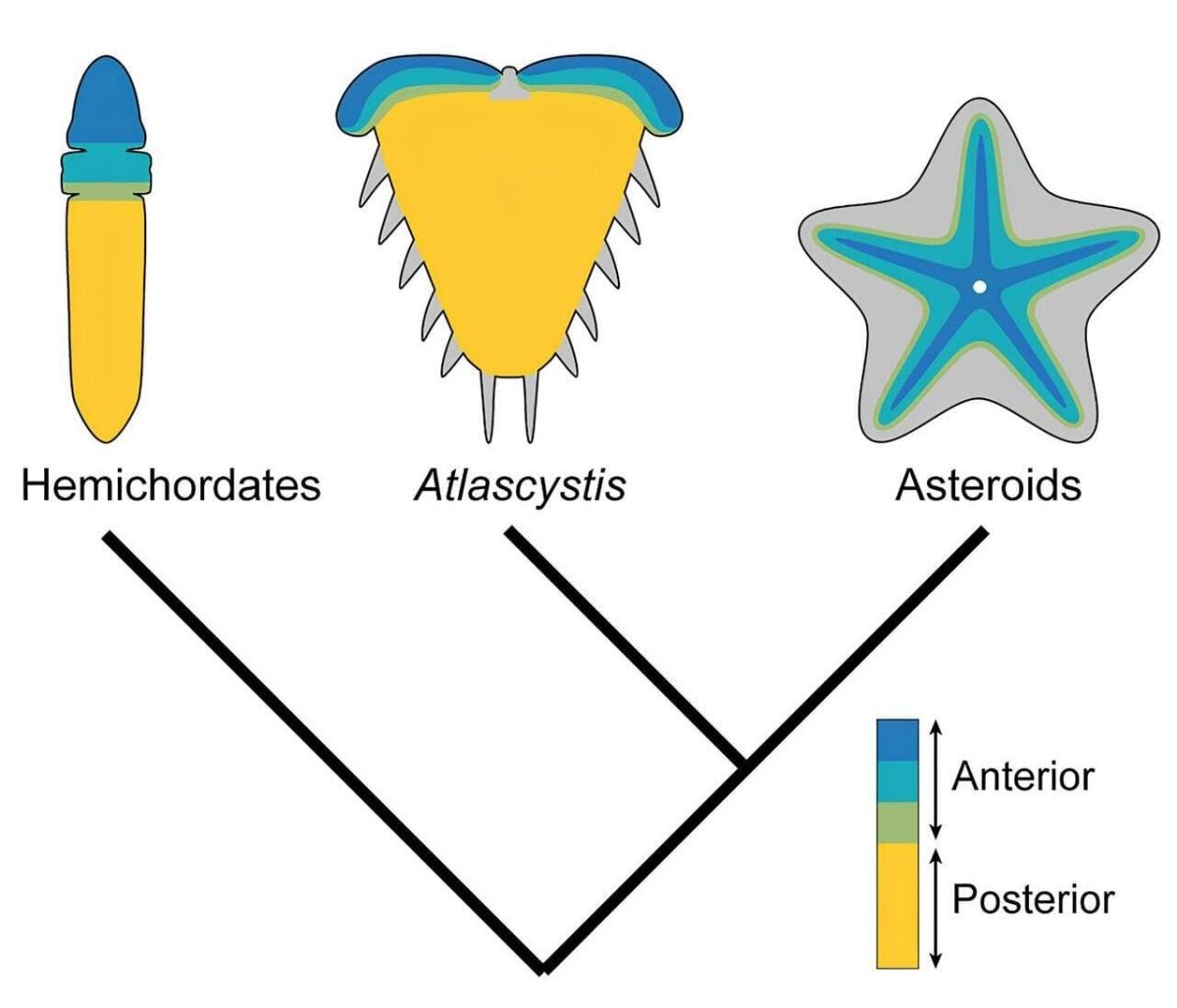    Реконструкция оси у Atlascystis показала рост амбулакров у иглокожих на этапе ранней эволюции / © Stephanie C. Woodgate et al.