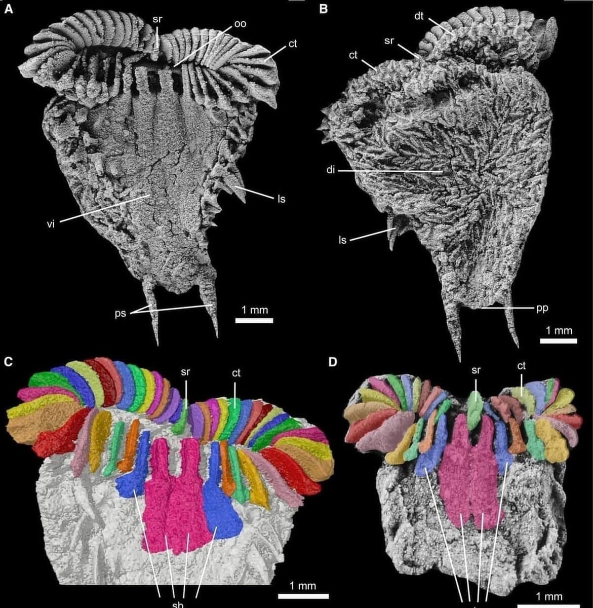    Окаменелость помогла понять, как сформировался уникальный тип симметрии тела современных морских звезд./ © Stephanie C. Woodgate et al.
