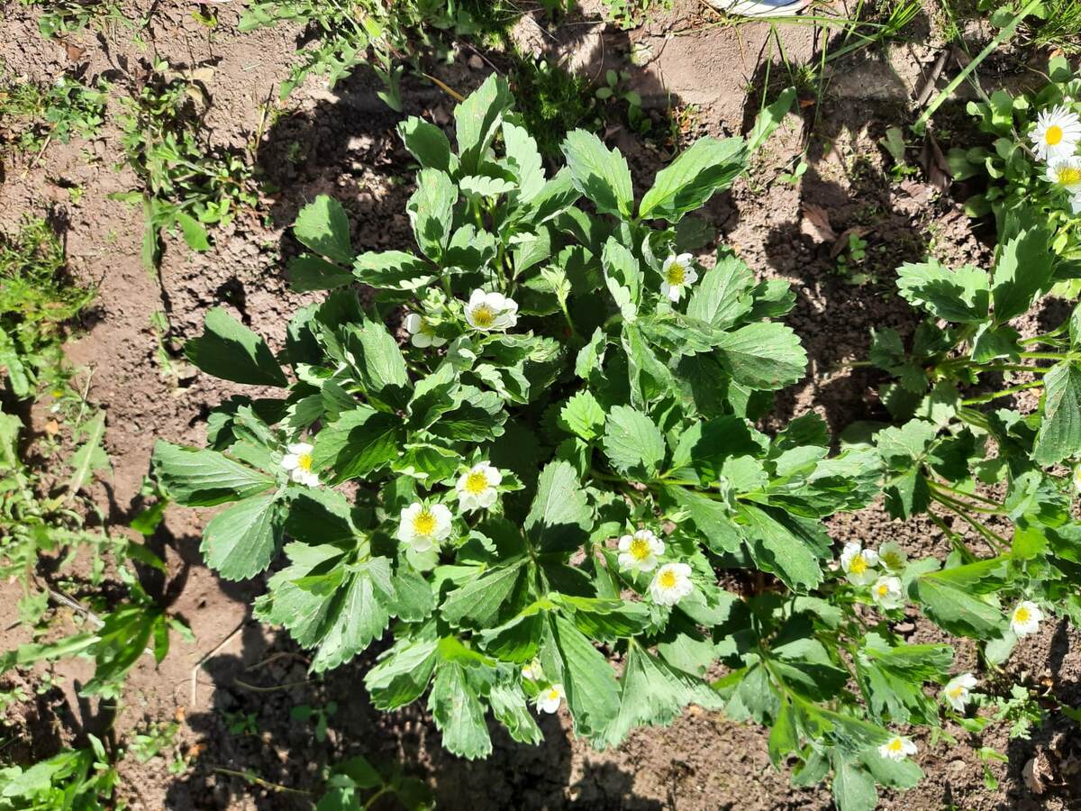 Клубника цветет, конец мая 2025 год