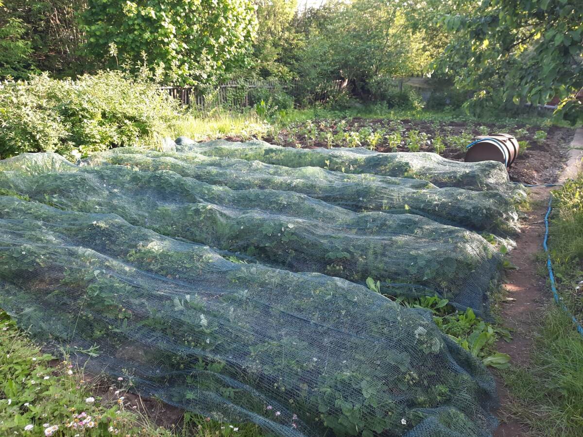Накрыли клубничные грядки сеткой