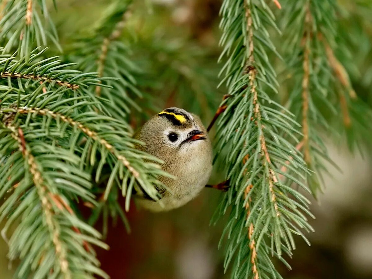  Изображение взято из открытых источников