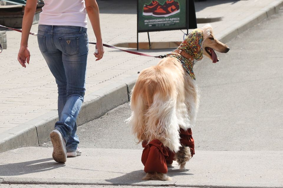    Собака. Домашние животные. Источник: Олег Укладов