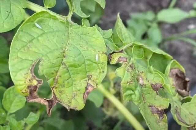    Как уберечь урожай от фитофторы?