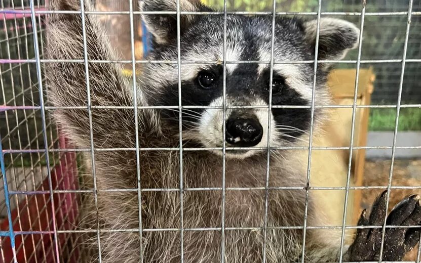    Незваные гости: как под видом «выставки» в Ижевске появился нелегальный зверинец