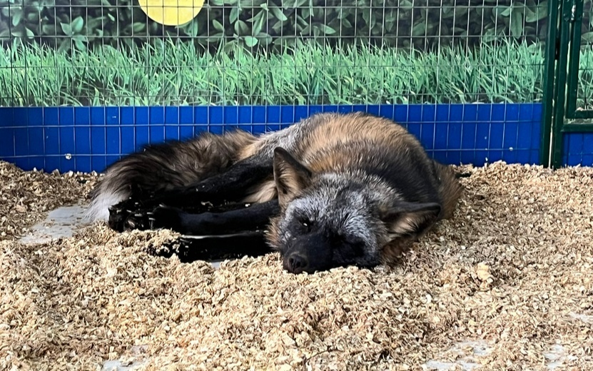  Было заметно, что животным невыносимо жарко. Фото: Виктория Афанасьева