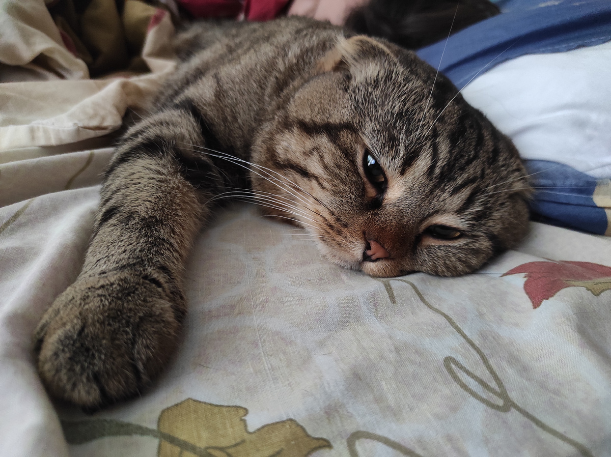 Засыпаю...сплю