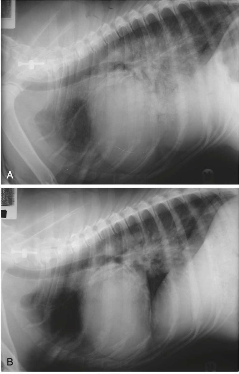 А. Боковая рентгенограмма грудной клетки собаки (доберман), показывающая выраженный отек легких, увеличенный сердечный силуэт и увеличение левого предсердия. У этой собаки была тяжелая застойная сердечная недостаточность, вторичная по отношению к дилатационной кардиомиопатии. B. Боковая рентгенограмма той же собаки через 3 дня после интенсивной диуретической, положительной инотропной и вазодилататорной терапии (фуросемид, добутамин, пимобендан и нитропруссид). Отмечено значительное улучшение альвеолярного рисунка, хотя небольшая отечность все еще присутствуют