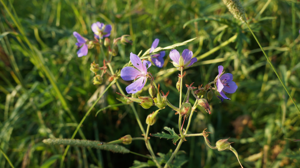 Герань на поле