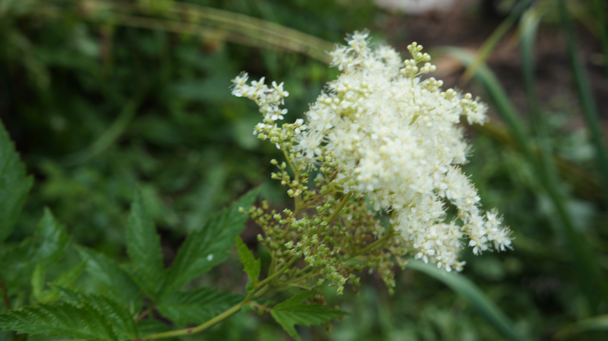 Лабазник-дикорос на нашем участке. На следующей фото видно, как он рос