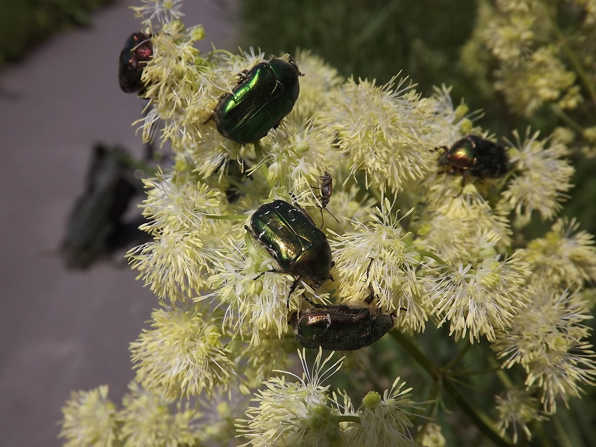 Бронзовки золотистые