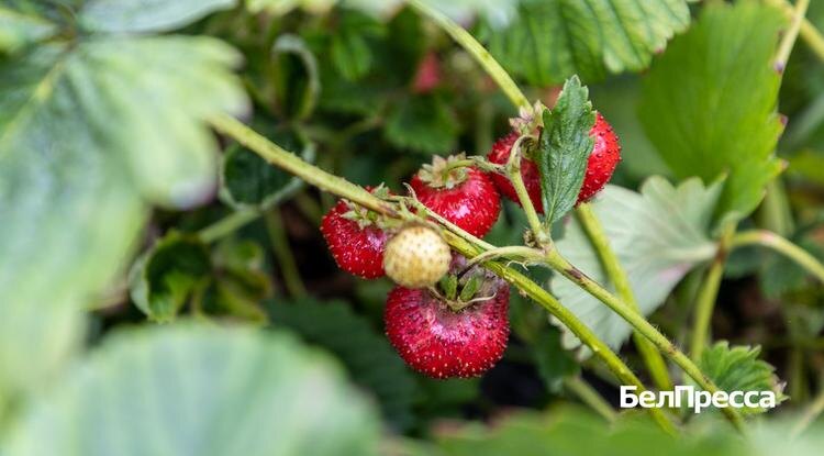 Фото: Алексей Дацковский