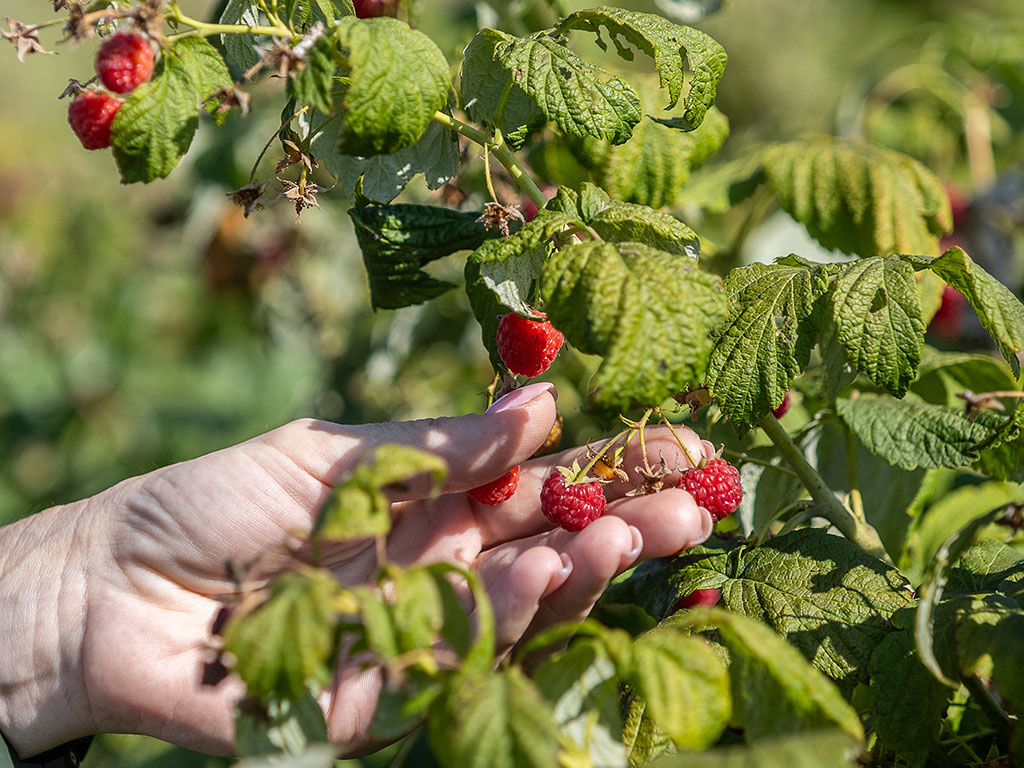 Фото: Алексей Дацковский