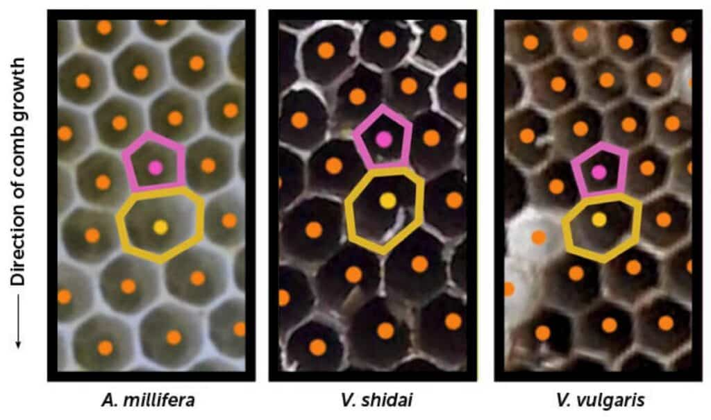 Иногда пчёлы строят пяти- или семиугольные соты. Но это не ошибка, а необходимость. С помощью таких сот они компенсируют перепады высот и разницу в размерах ячеек. По объёму искажённые соты соответствуют пчелиному ГОСТу.