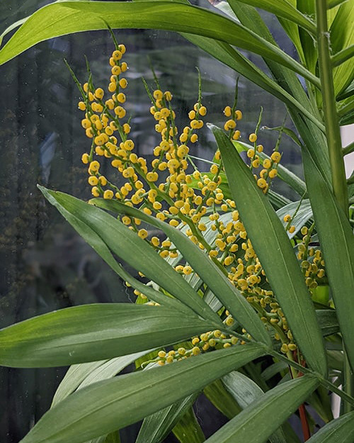 цветущая хамедорея. источник изображения: freepik