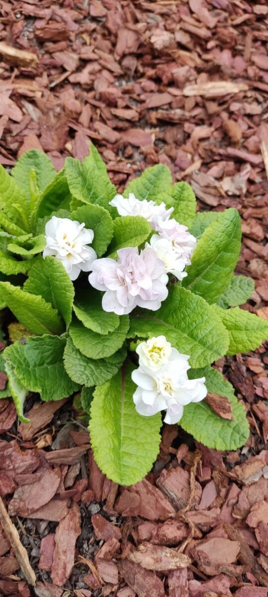 Еженедельный астропрогноз 30 июня – 6 июля 2025 года