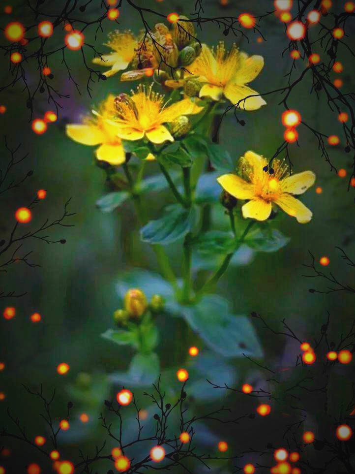 Фотоколлаж автора статьи 