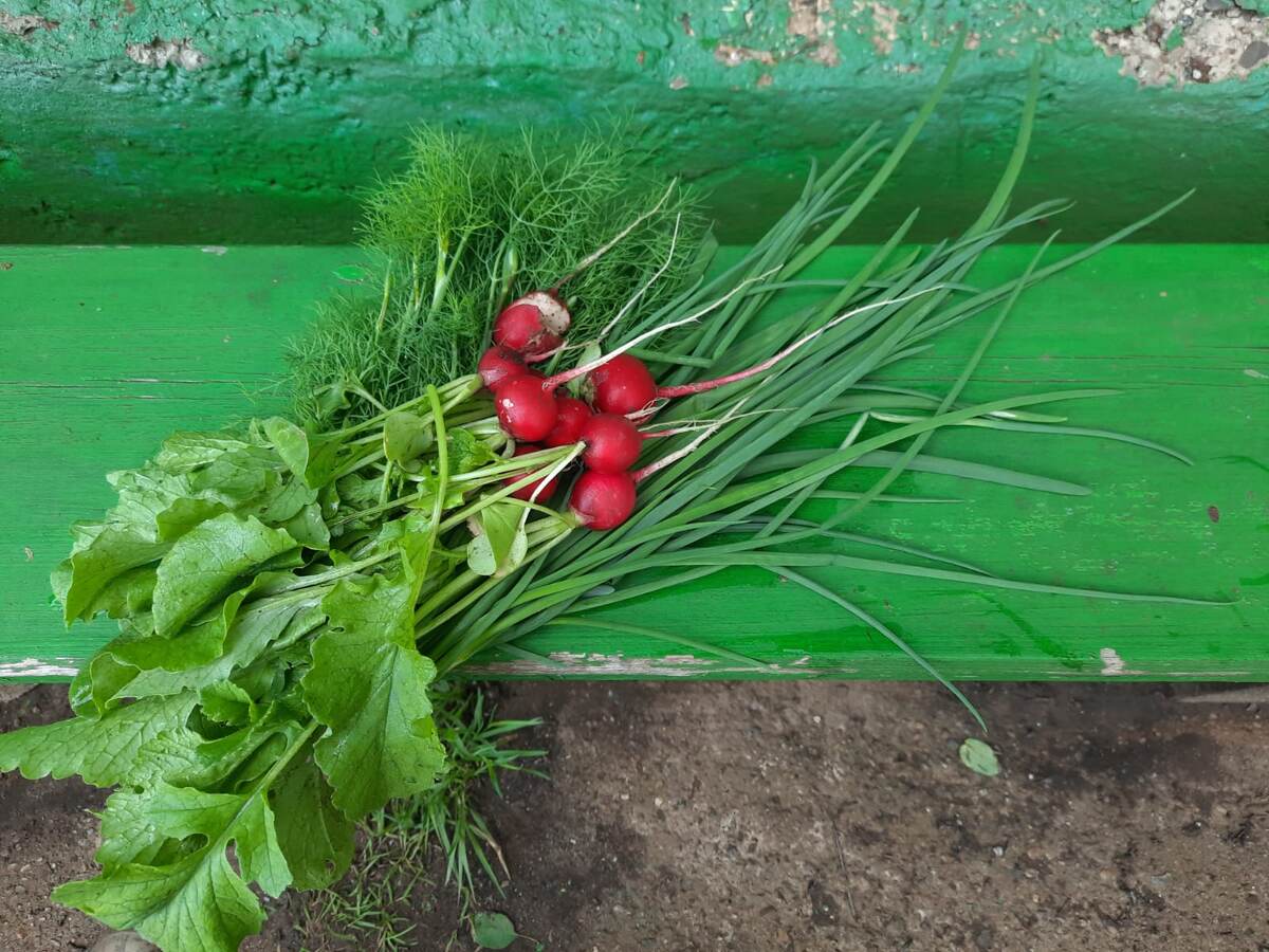 Редис, лук, укроп - первый урожай, июнь 2025 год