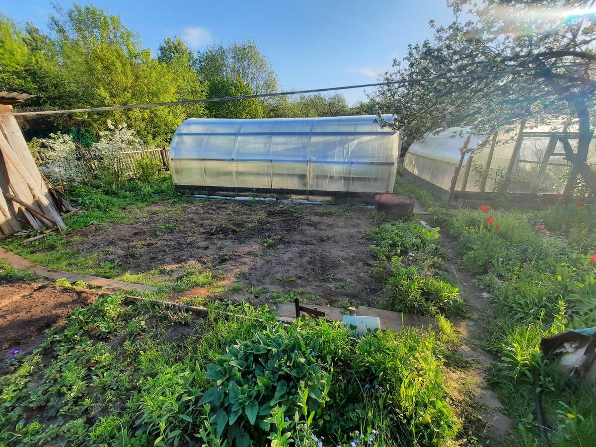 Наши теплицы, май 2025 год