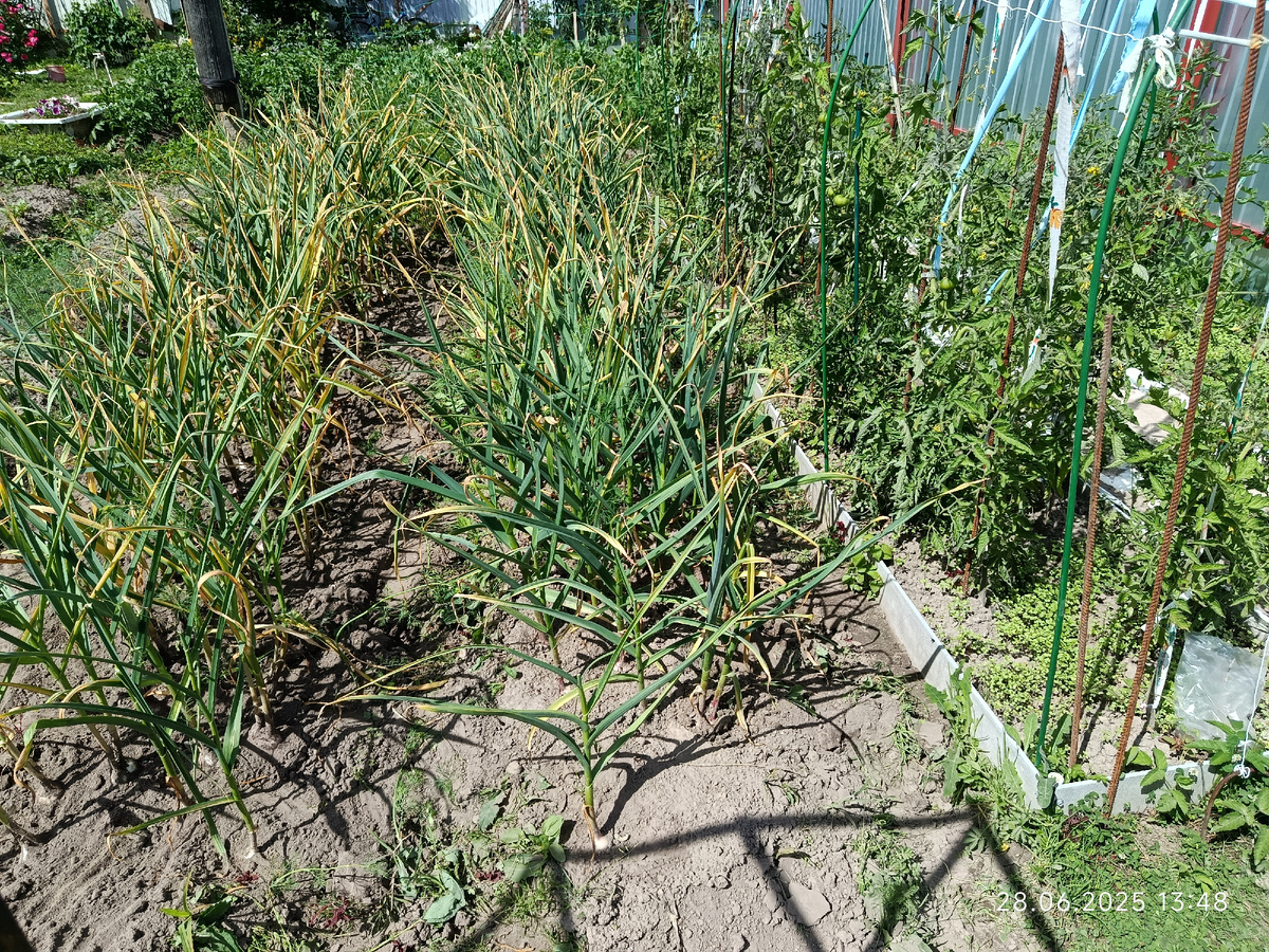 2025 год, две узкие, на 4-5 головки, грядки чеснока