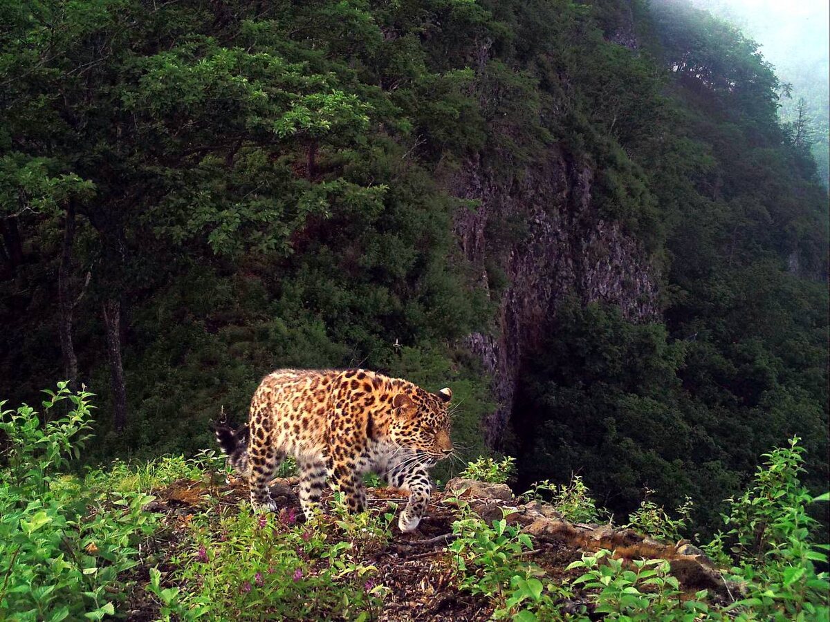 Фото: Пресс-центр заповедника "Земля леопарда"