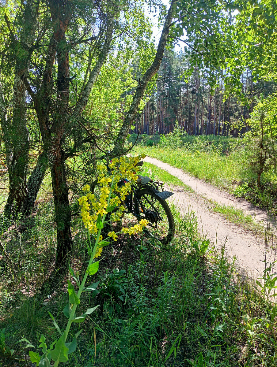Дорога в лесу
