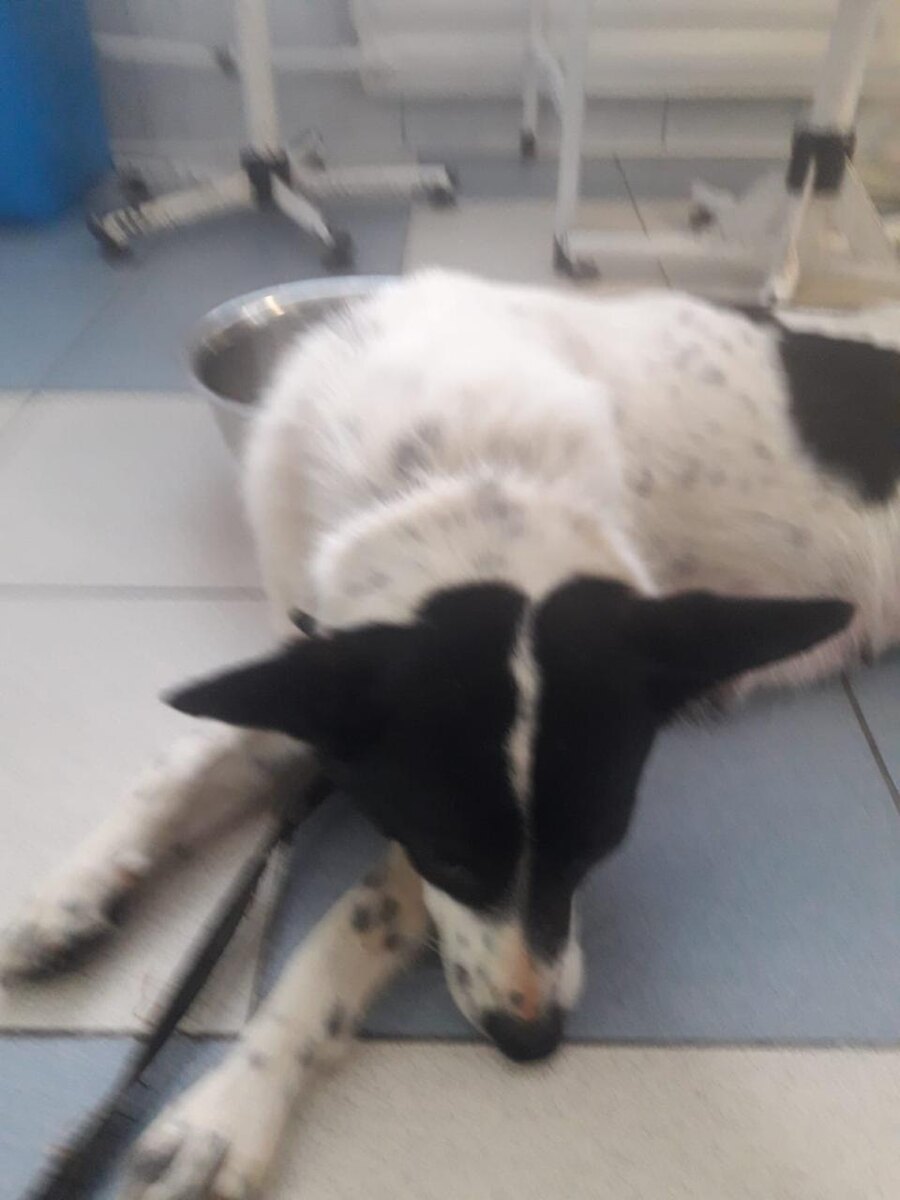 Эта собака скоро будет жить со мной