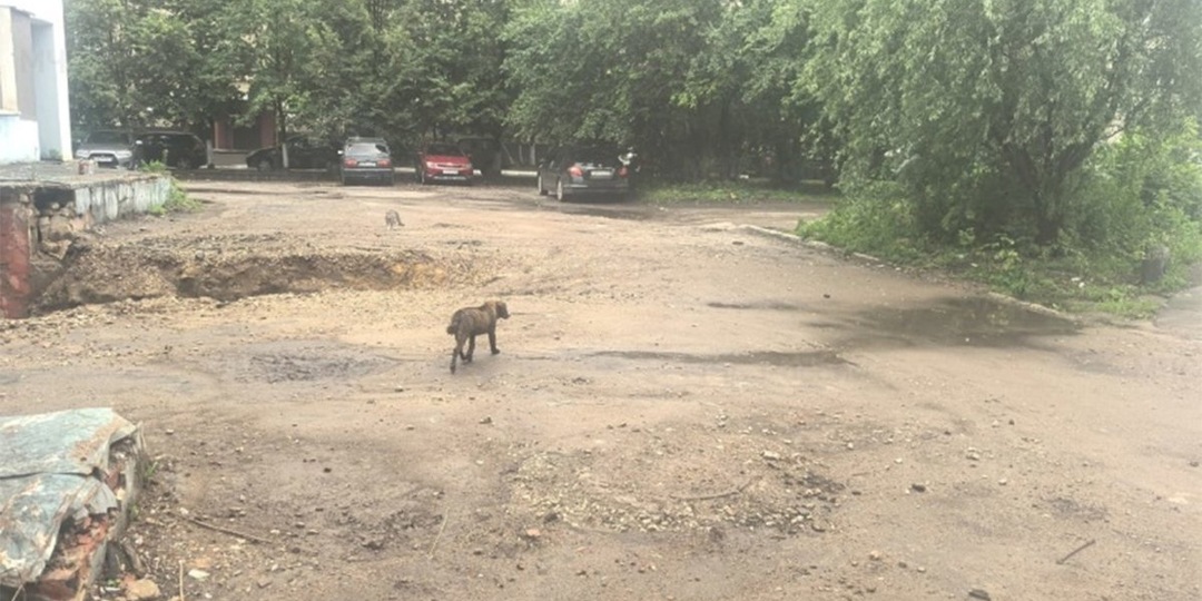 В Орле спасатели вытащили собаку, провалившуюся в подвал