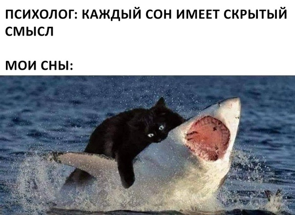 Что для вас значит черный котик? А акула, которую он пождает? А море?