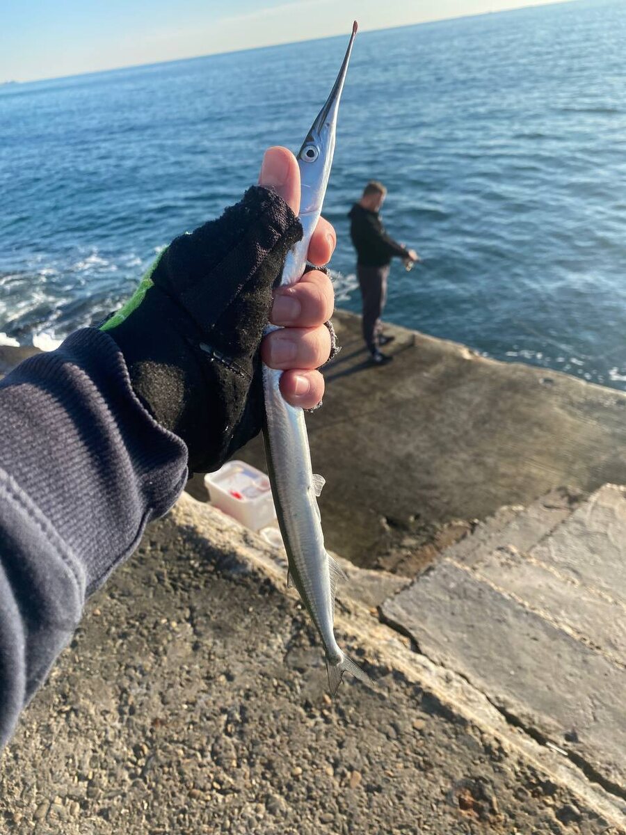 Черноморский сарган.