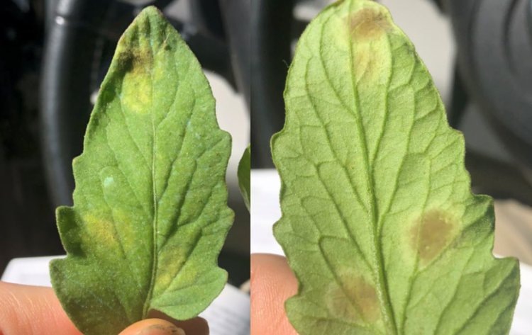    Кладоспориоз на томатах – 5 признаков для точного определения тепличной напасти