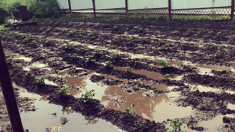 Картошка после града с ливнем 14 июня.