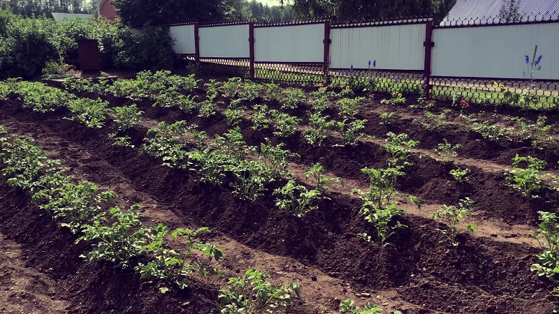 Картошка через 2 недели 28 июня 2025 г.