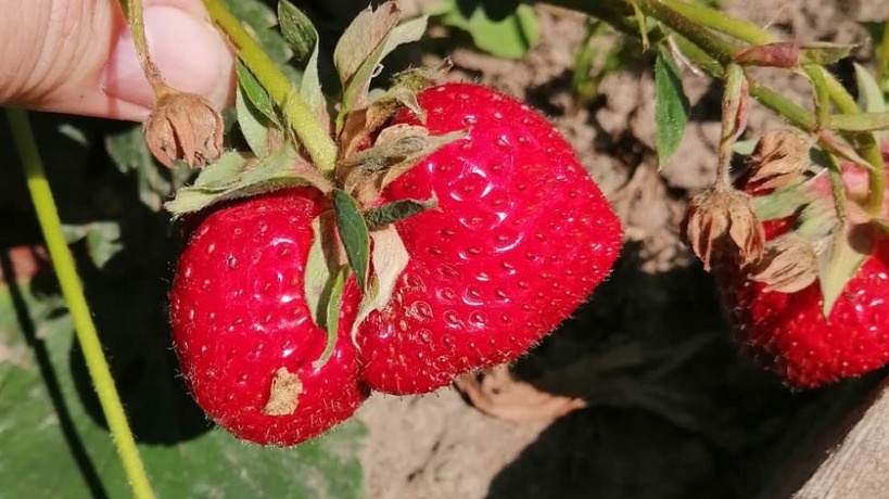 Результат правильной июльской подкормки - ягоды стали в 2 раза крупнее