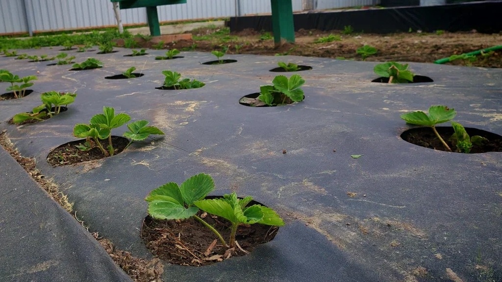 Массовое появление молодых листьев в июле - сигнал к подкормке