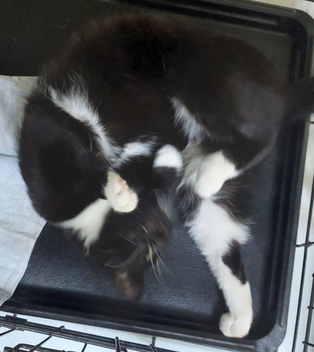 Аря ласкается в клеточке, даже когда к ней никто не подходит, просто сама с собой